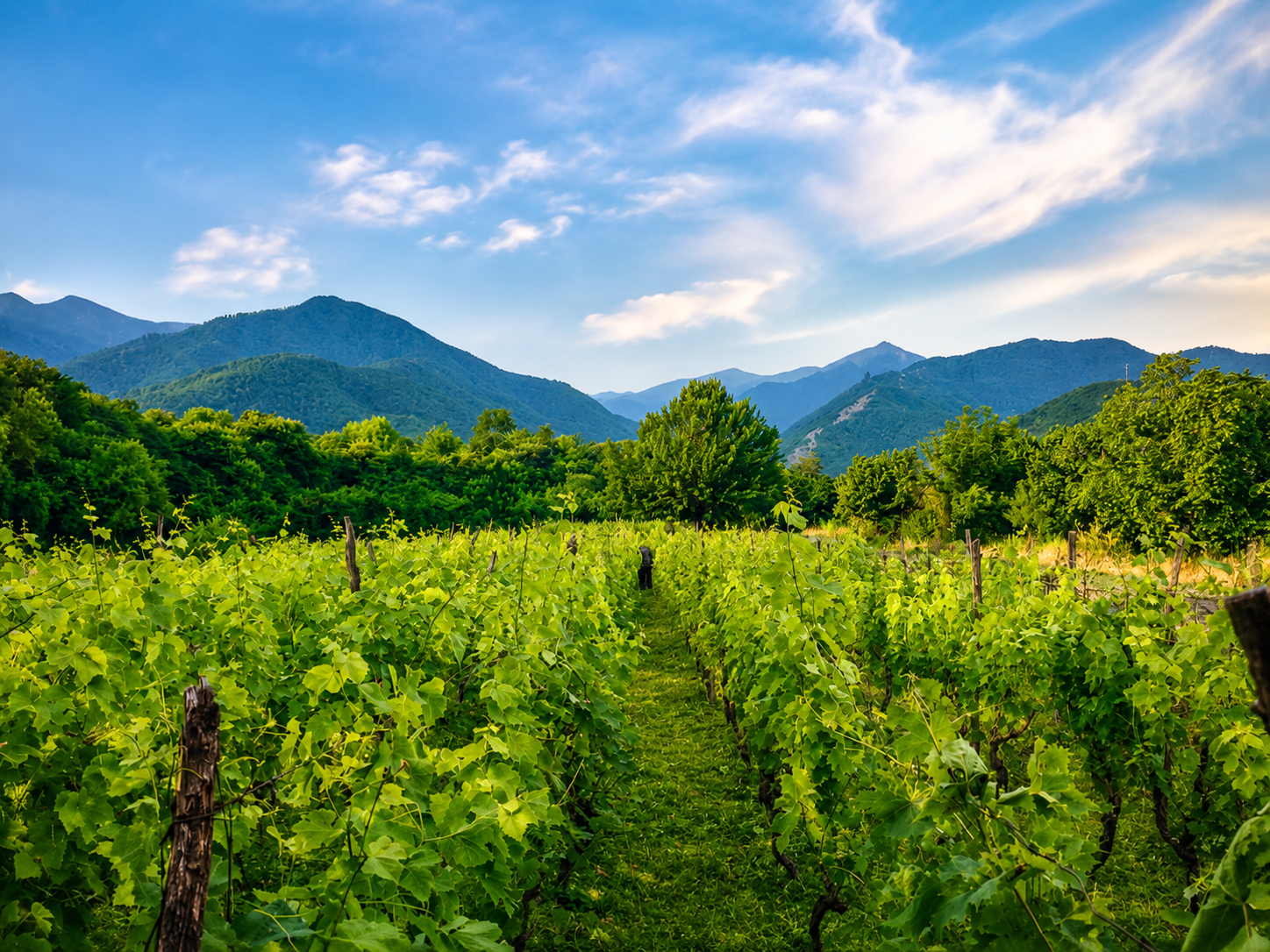 Quiet Luxury in the Heart of Kakheti