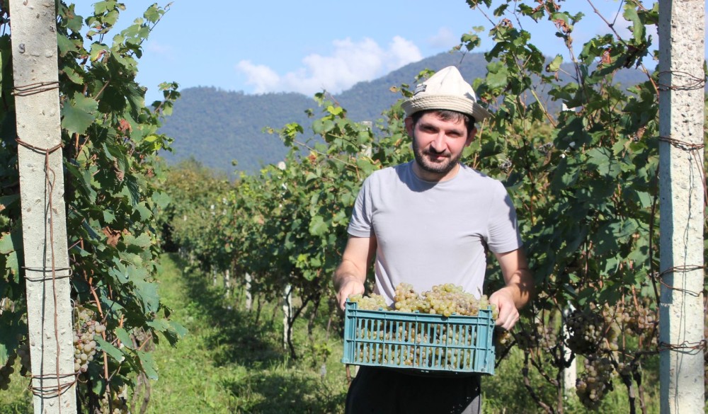 Slow Days Among the Vineyards